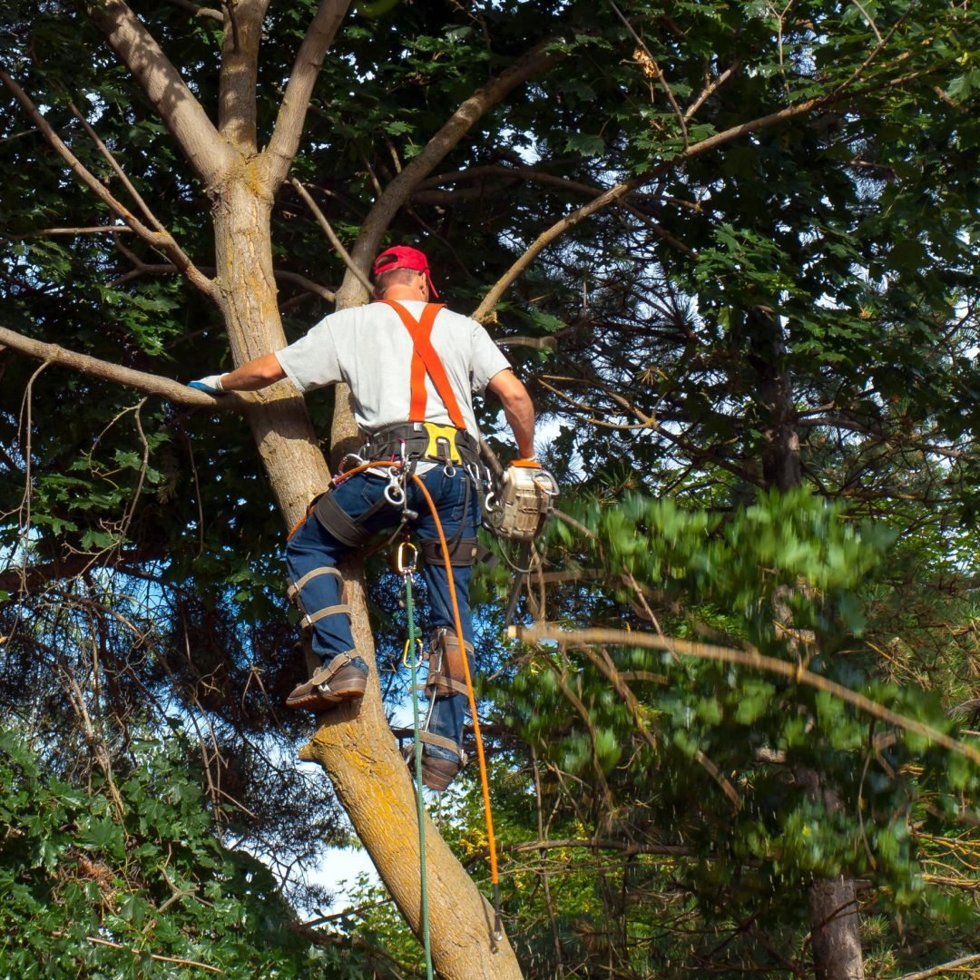 arborist-etrees-2